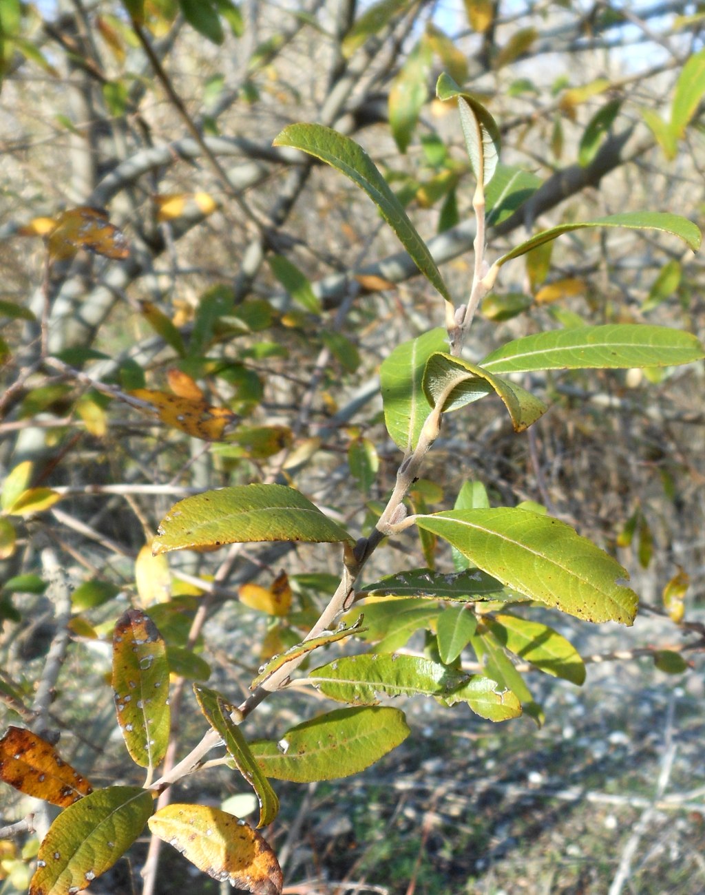 Salix atrocinerea / Salice di Gallura